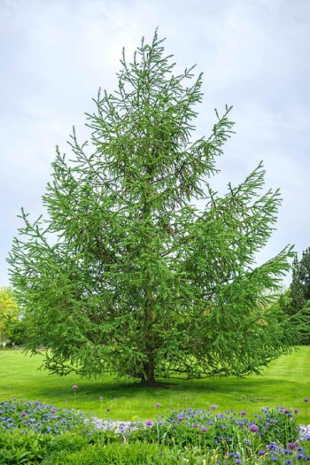 Модрина японська|Larix kaempferi|Лиственница японская
